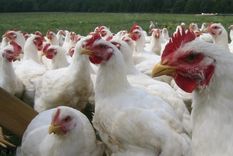 por un caso de gripe aviar en un ave de corral suspenden las exportaciones de pollo y huevo por un caso de gripe aviar en un ave de corral suspenden las exportaciones de pollo y huevo