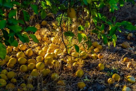 Cómo mantener los limones en su lugar con la semilla de una palta.