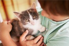 Caricias felinas: el arte de mimarlos correctamente Foto: Freepik