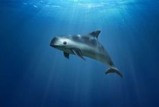 Foto: GREENPEACE/MARCELO OTERO