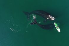 El avistaje de ballenas es la excursión estrella de Puerto Madryn Foto: Maxi Jonas