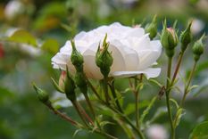 flores para sumar color a tu jardin