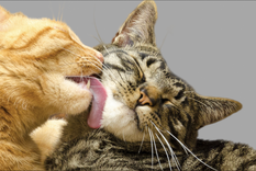 Un estudio reveló que significa este comportamiento en gatos. Foto: Shutterstock