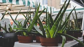 Aloe vera en casa Foto: Pexels Aloe vera en casa Foto: Pexels