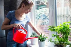Este truco, tan simple como efectivo, se convirtió en un aliado de quienes quieren cuidar sus plantas sin arriesgarse a errores. Foto: Archivo