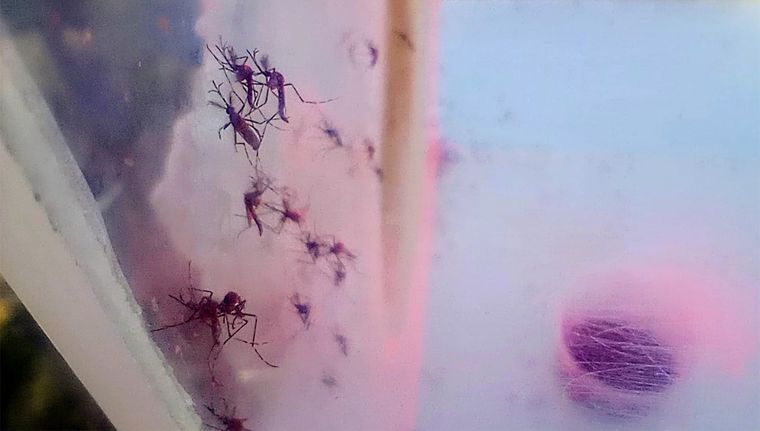 Los mosquitos rojos que liberaron en Mendoza la semana pasada. Foto: Alf Ponce Mercado/MDZ