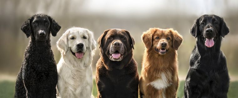 Las razas más obedientes de perros. Foto: Shutterstock