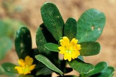 La verdolaga sigue siendo altamente productiva aún en condiciones de sequía. Foto: SCIENCE PHOTO LIBRARY