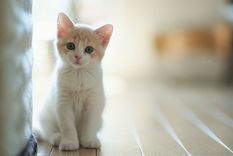 como se hicieron dociles los gatos