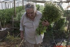 mujica: uruguay no hara un culto a la fumata
