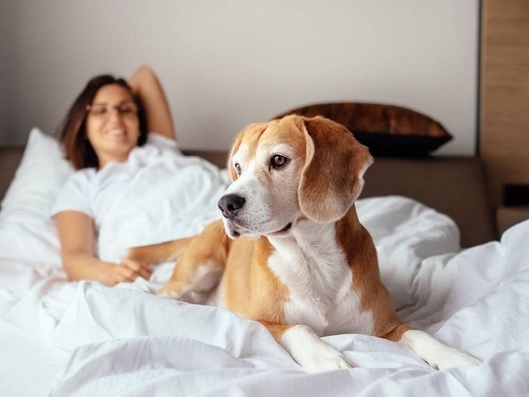 Razones por las que no deberías dormir con tu mascota Foto: El confidencial