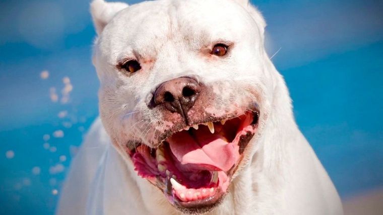 El perro atacó al nene y le causo graves heridas en su rostro