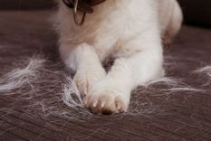Mantener rutinas de limpieza semanales evita que los pelos de los perros se acumulen en la casa. Foto: Shutterstock