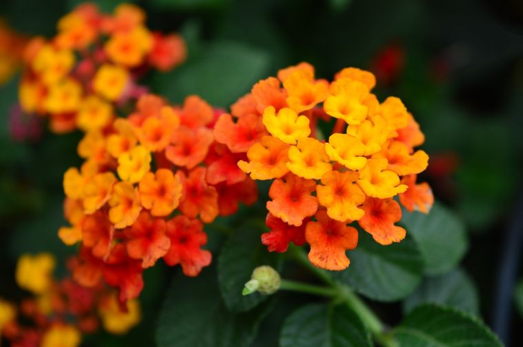 Las flores tubulares y coloridas como la salvia, la fucsia y la lantana son irresistibles para los colibríes. Las flores tubulares y coloridas como la salvia, la fucsia y la lantana son irresistibles para los colibríes.