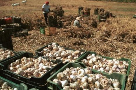 Las exportaciones de ajo mendocino podrá diversificar su mercado de exportación con un nuevo destino. Foto: Archivo