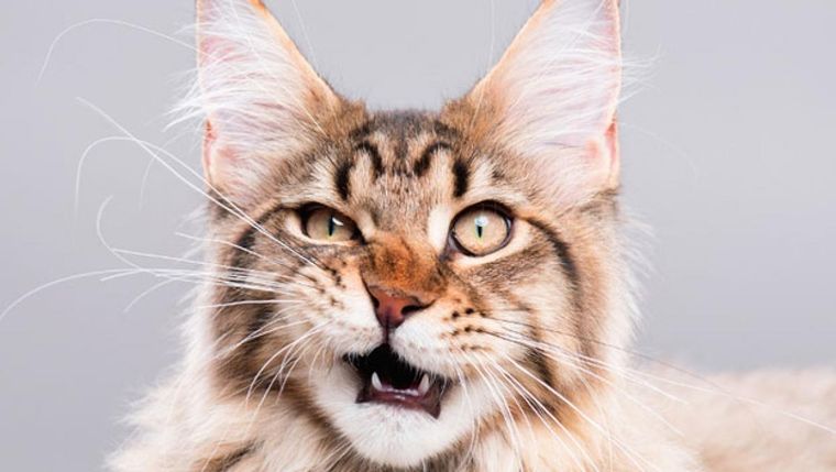 Con esta guía podrás identificar los signos de asfixia para poder salvar la vida de tu gato Foto: Freepik