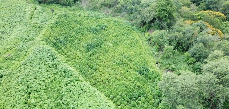 Se trataba de varias plantaciones en medio de la propia selva salteña Foto: Gendarmería Nacional
