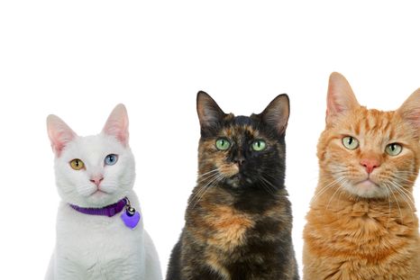 Qué significan las diferentes variedades de gato. Foto: Shutterstock Qué significan las diferentes variedades de gato. Foto: Shutterstock