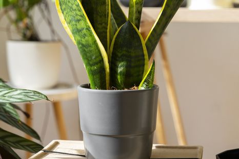 Una planta resistente. Fuente: Freepik. Una planta resistente. Fuente: Freepik.