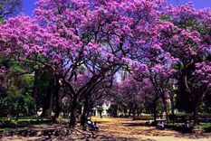 jacarandas: como llegaron a buenos aires y donde encontrarlos jacarandas: como llegaron a buenos aires y donde encontrarlos
