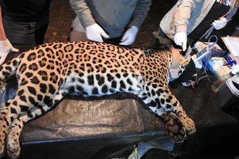 desaparecio una yaguarete con sus dos crias e investigan irregularidades en su traslado desaparecio una yaguarete con sus dos crias e investigan irregularidades en su traslado