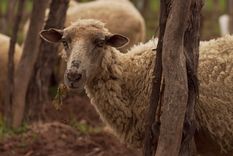 Ovejas y vino: la bodega de Tupungato que apuesta por la biodiversidad