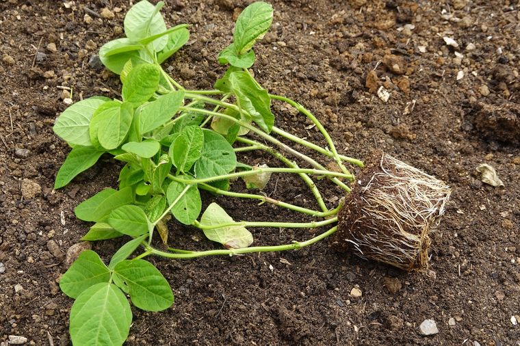 Este enraizador casero hará que las plantas crezcan fuertes y sanas Foto: Shutterstock