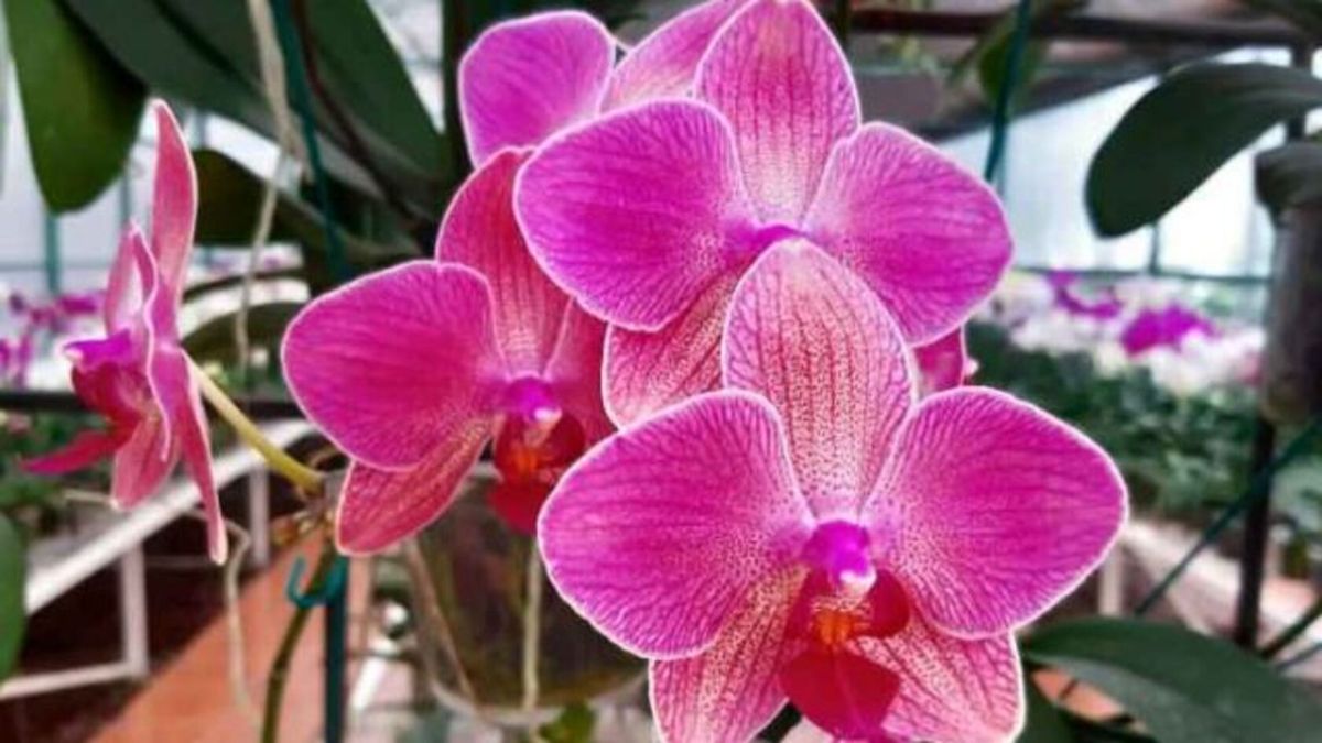 Misiones: así se vivió la Fiesta Provincial de la Flor y Nacional de la Orquídea