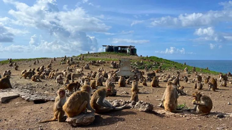Alrededor de Cayo Santiago hay varios comederos en los que los primates se alimentan por orden de jerarquía. Foto: RONALD ÁVILA-CLAUDIO
