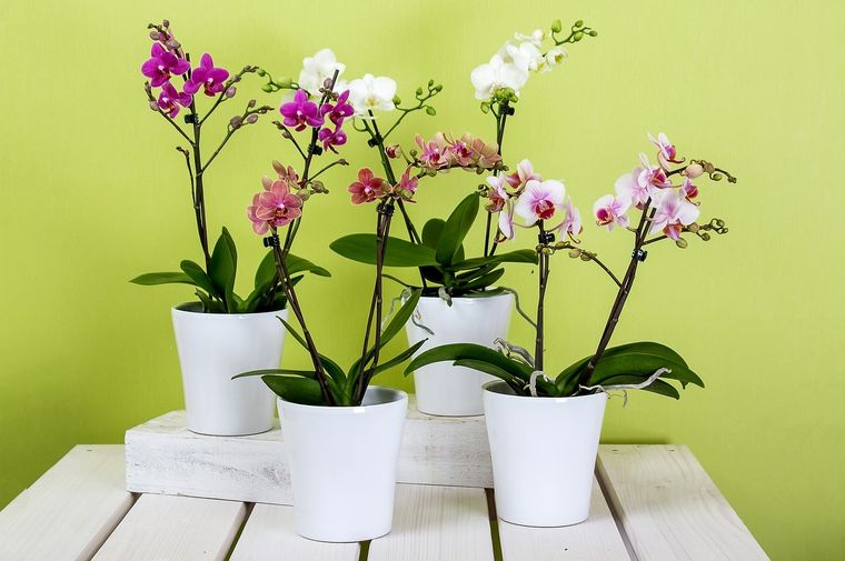 Orquídeas Consejos para su riego y humedad Foto: Pixabay