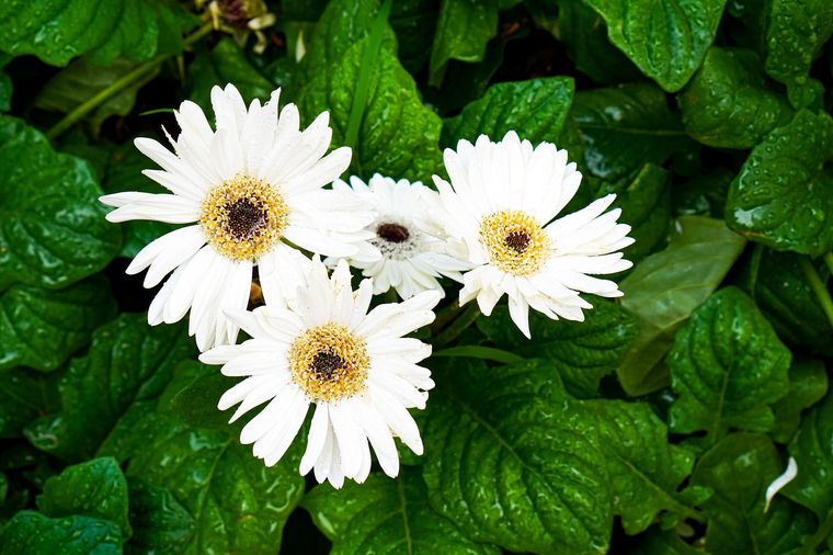 En un mundo donde el tiempo escasea y la necesidad de bienestar crece, esta flor se convierte en una opción perfecta Foto: Shutterstock