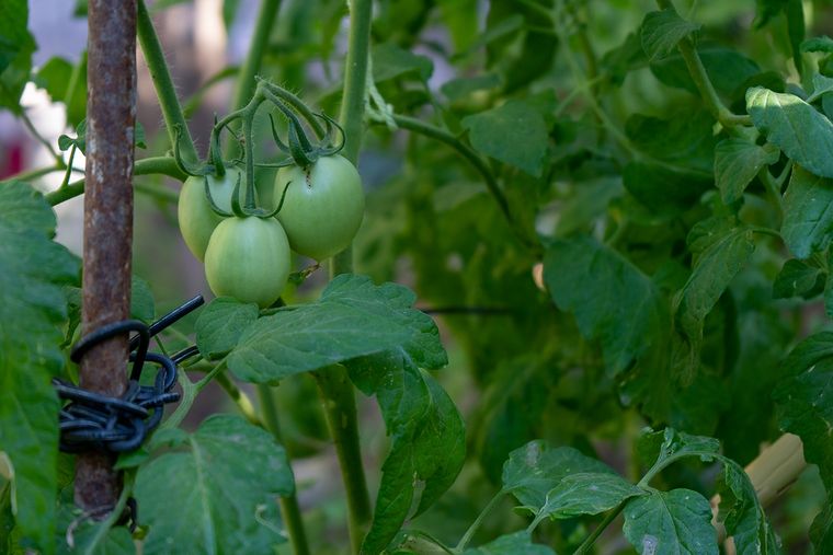 Huerta en casa: una actividad que se pone de moda. Foto: Municipalidad de Las Heras