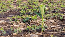 El innovador herbicida selectivo de Syngenta apunta contra las malezas resistentes. El innovador herbicida selectivo de Syngenta apunta contra las malezas resistentes.