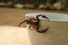 El alacrán pica con su aguijón, que inyecta el veneno en la lesión e ingresa al cuerpo. Foto: Pixabay