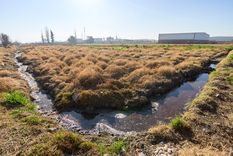 Irrigación clausuró el punto de vuelco de efluentes de un matadero y lo multó por contaminar el canal Pescara.