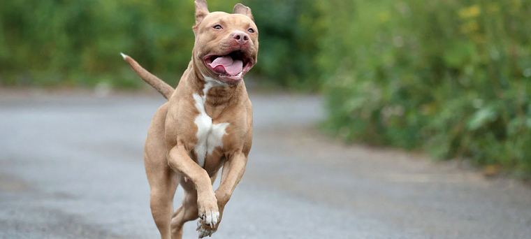 Te sorprenderá saber cuáles son las razas de perros más rápidos que podrían jugar una carrera con cualquier otro atleta del mundo Foto: BeChewy