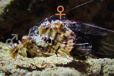 MDZol | 533638.jpg