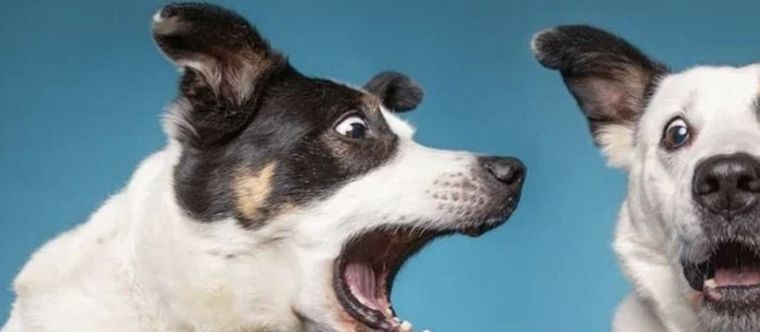 Las prácticas que tus perros odian y tu sigues haciendo Foto: Shutterstock