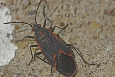 Chinche del acre en Mendoza: mitos y verdades sobre su presencia. Foto: Gentileza