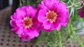 Esta planta produce flores de distintos colores y se adapta a macetas, jardineras y recipientes colgantes. Esta planta produce flores de distintos colores y se adapta a macetas, jardineras y recipientes colgantes.