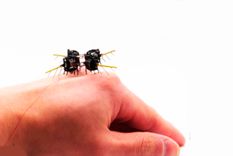 El mini robot sobre una mano: pesa sólo 750 miligramos y mide cuatro centímetros. Créditos:&nbsp; researchgate.net.&nbsp;&nbsp;