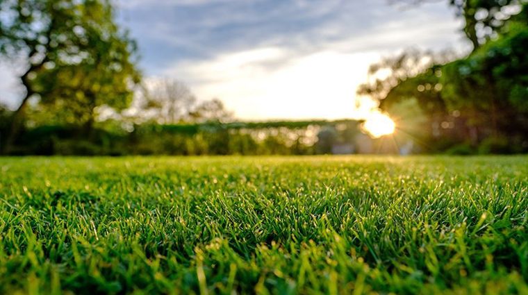 Dedicá un poco de tiempo para cuidarlo y asegurate de que llegue fuerte a la primavera con estos consejos Foto: Archivo