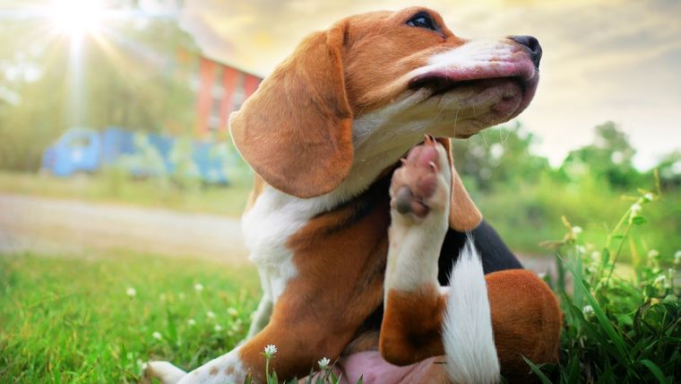 Desparasitar a los perros de forma periódica es clave para prevenir parásitos y cuidar su bienestar. Foto: Shutterstock Desparasitar a los perros de forma periódica es clave para prevenir parásitos y cuidar su bienestar. Foto: Shutterstock