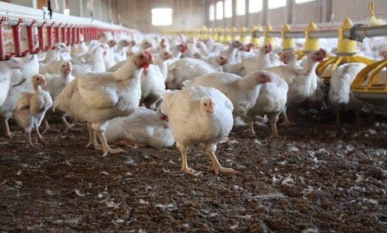 Se reanuda la exportación de pollos