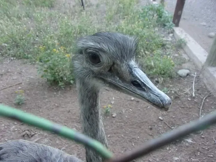 Un ñandú en el Ecoparque. Un ñandú en el Ecoparque.