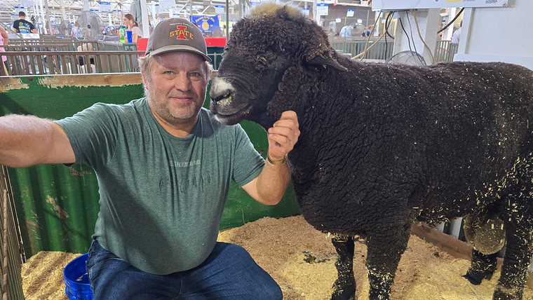 En la Feria Estatal de Iowa, muchas de las conversaciones giraron en torno a Trump y los aranceles (en la foto: el asistente John Wilson con Judah, el carnero)