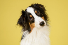 Este truco de limpieza se ha vuelto viral gracias a su eficacia Foto: Shutterstock