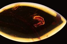 Dos termitas apareándose quedaron atrapadas en ámbar hace 38 millones de años. Foto: Dpa.