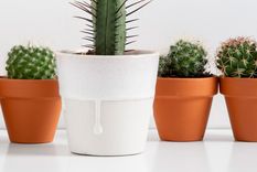 es importante proporcionar un buen drenaje para estas plantas del desierto porque no crecen bien en suelos con mucha humedad.. Foto: Pixabay