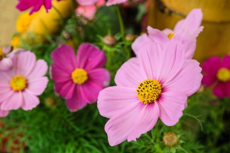 La llegada de la primavera abre una nueva temporada para sembrar plantas con flores en jardines, canteros y macetas. La llegada de la primavera abre una nueva temporada para sembrar plantas con flores en jardines, canteros y macetas.